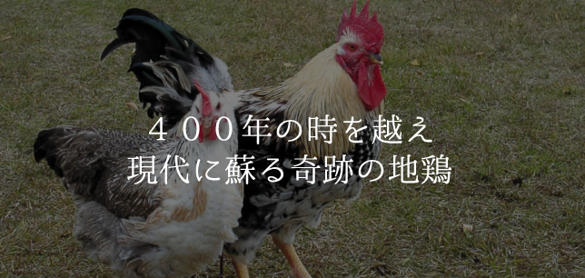 400年の時を越え現代に蘇る奇跡の地鶏